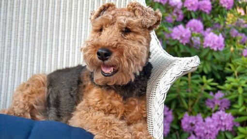 Welsh sales terrier pictures